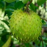Live Guanabana Fruit Tree, 5-8 Inch Soursop Seedling For Garden Planting