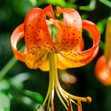 5 Turks Cap Lily Bulbs, Tiger Lily Flowers For Beds And Border Planting