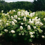 2 Live White Oakleaf Hydrangea Plants, Flowering Perennial, 4 Inch Pot