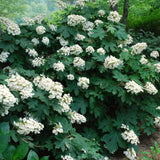Ruby Slipper Hydrangea Live Plant, 5-9 Inch Flowering Outdoor Garden Shrub
