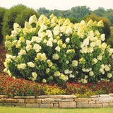 Live Hydrangea Bush, Light Green Garden Shrub, Starter Plant 5-11 Inches