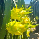 2 Yellow Dragon Fruit Live Cactus Plants, 6 Inches Tall, For Garden Use