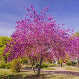 2 Eastern Redbud Seedlings, Live Flowering Trees, 6-14 Inch-Tall Plants