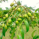 Live June Plum Fruit Tree, 2-3 Ft Tall, Well Rooted In One Gallon Container