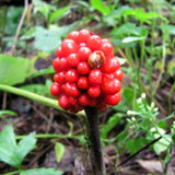 5 Live Jack In The Pulpit Bulbs, Indoor Outdoor Woodland Garden Planting