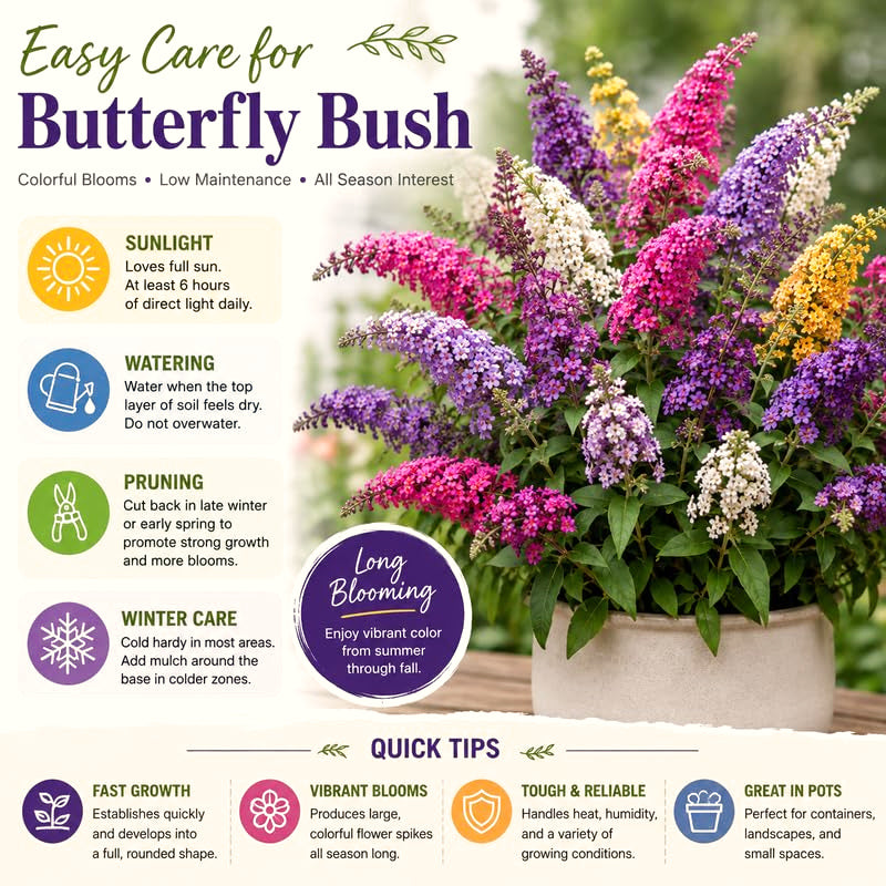 Buddleia Butterfly Bush, 4-7 Inch Compact Perennial Shrub With Blooms.