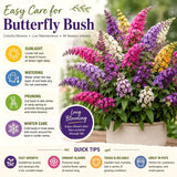 Buddleia Butterfly Bush, 4-7 Inch Compact Perennial Shrub With Blooms.