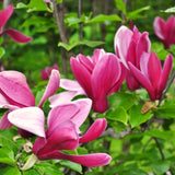 Potted Live Jane Magnolia Tree, 6-14 Inch Tall, Early Spring Flower Blooms