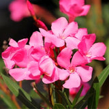 3 Live Pink Oleander Plants, Well-Rooted Flowering Shrubs, 4-6 Inches Tall