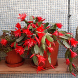 Live Red Easter Cactus, 4-6 Inch Spring Flower Houseplant For Home Decor