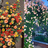 2 Live Climbing Rose Plants, Striped And Red Orange, Reblooming Bushes