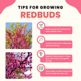 Redbud Flowering Tree In Quart Pot, Spring Blooms For Garden Border Use