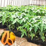 Live Sweet Papaya Fruit Tree, 5-10 Inches Tall In A 4-Inch Nursery Pot