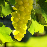 2 Live Green Yellow Grape Vines, Sweet Fruit Plants, 5-8 Inches Height