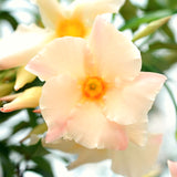 Live Dipladenia, 4-8 Inch Trailing Flower Plant For Trellises And Pots