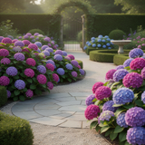 Live Hydrangea Bush Plant, Purple To Blue Perennial Shrub, 5-11 Inches Tall