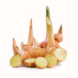 3 Live Galangal Ginger Plants, Well Rooted, 4-7 Inches Tall For Garden Use