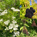 Elderberry Live Bush Plant, Edible Fruit, 8-12 Inches Tall For Growing