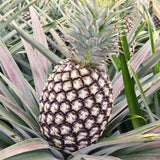 Live Pineapple Tree, 5-8 Inch Fruit Plant For Patio Container Planting