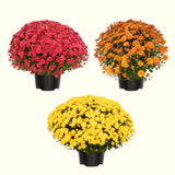 3 Mixed Mums Live Starter Plants, Outdoor Border Flowers, 5-7 Inches Tall