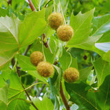 Live Sycamore Shade Tree Seedling, 6 To 12 Inches Tall, Quart Pot Plant