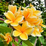 Yellow Plumeria Frangipani Live Tropical Plant, 1-2 Ft Tall, 1 Gallon Pot