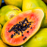 Live Papaya Fruit Tree, Tropical Plant 5-10 Inches Tall In A 4 Inch Pot