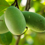 2 Live Pawpaw Trees, Bare Root Plants, 6-12 Inches Tall, Outdoor Growing