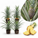 2 Live Pineapple Plants, 5-8 Inch Tall Fruit Plants For Outdoor Gardens