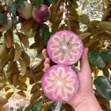 Live Purple Star Apple Fruit Tree, 18-22 Inches Tall In 1 Gallon Container