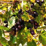 Black Muscadine Live Grape Vine Plant, 8-12 Inches Tall, 4-Inch Pot Size
