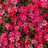 Red Creeping Phlox Starter Plant, 2-3 Inch Live Ground Cover Perennial