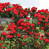 Live Don Juan Climbing Rose Bush, Well-Rooted Plant For Indoor Or Outdoor