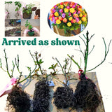 Don Juan Climbing Rose Live Plant, Well Rooted Starter, 5-9 Inches Tall