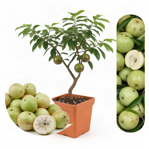 Green Star Apple Live Tree, 1-2 Ft Tall, Tropical Fruit Plant In Gallon Pot