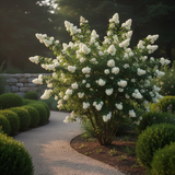 Live Philadelphus Mock Orange Shrub, Fragrant White Flowers, Quart Pot
