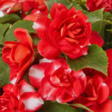 2 Live Impatiens Flower Plants, Assorted Colors, 4-6 Inch Garden Decor