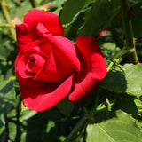 Live Red Rose Shrub, Fragrant Heirloom Starter Plant, 5-10 Inches Tall