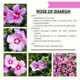 Live Pink Rose Of Sharon Plant, 6-12 Inch Flowering Hibiscus Garden Shrub
