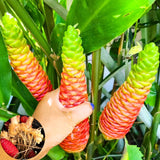 5 Shampoo Ginger Rhizomes, Zingiber Zerumbet Roots For Pots And Gardens