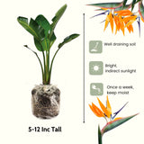 2 Yellow Bird Of Paradise Live Plants, 5-9 Inch Strelitzia Reginae, No Pot