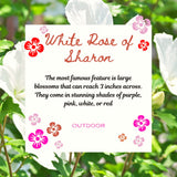 Live White Rose Of Sharon Shrub Plant, Upright Flowering, 6-10 Inches Tall
