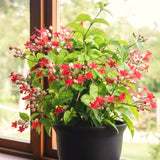 2 Live Clerodendrum Vines, Red Bleeding Heart Plants, 4-6 Inches Tall!