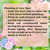 2 Pink Hydrangea Live Plants, 6-12 Inch Tall Shrubs With Large Pink Blooms
