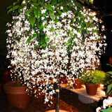 3 Wallichii Smithianum Live Bleeding Heart Vine Plants, 5-10 Inches Tall