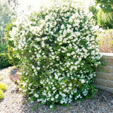 Live Mock Orange Shrub, 1-Year-Old Potted Plant, Fragrant White Blooms