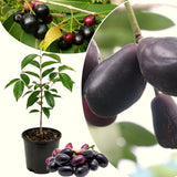 Live Black Jamun Plum Tree, 22-26 Inches Tall In 1 Gallon Pot, Fruit Plant