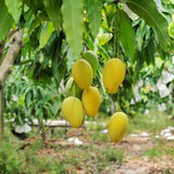Live Sweet Mango Tree In 1 Gallon Pot, 2-3 Feet Tall For Garden Planting