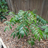 Live June Plum Tree In 1 Gallon Pot, 2-3 Feet Tall, For Garden Planting