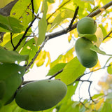 2 Live Pawpaw Trees, Bare Root Plants, 6-12 Inches Tall, Outdoor Growing